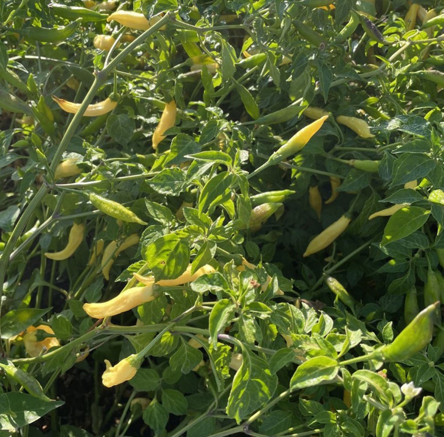 Aji Pineapple Pepper Plants