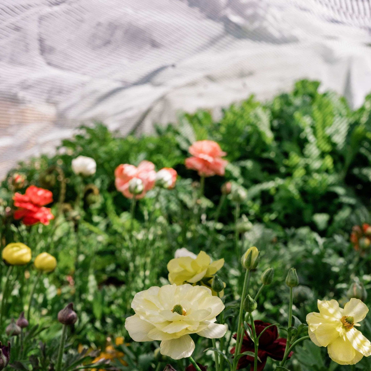 close up of colorful flowers with white shade cloth covering the crop