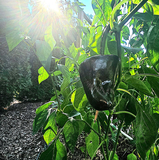 Ancho Poblano Pepper ripened, shining in the sun in the garden. Used to display pepper seeds for sale.