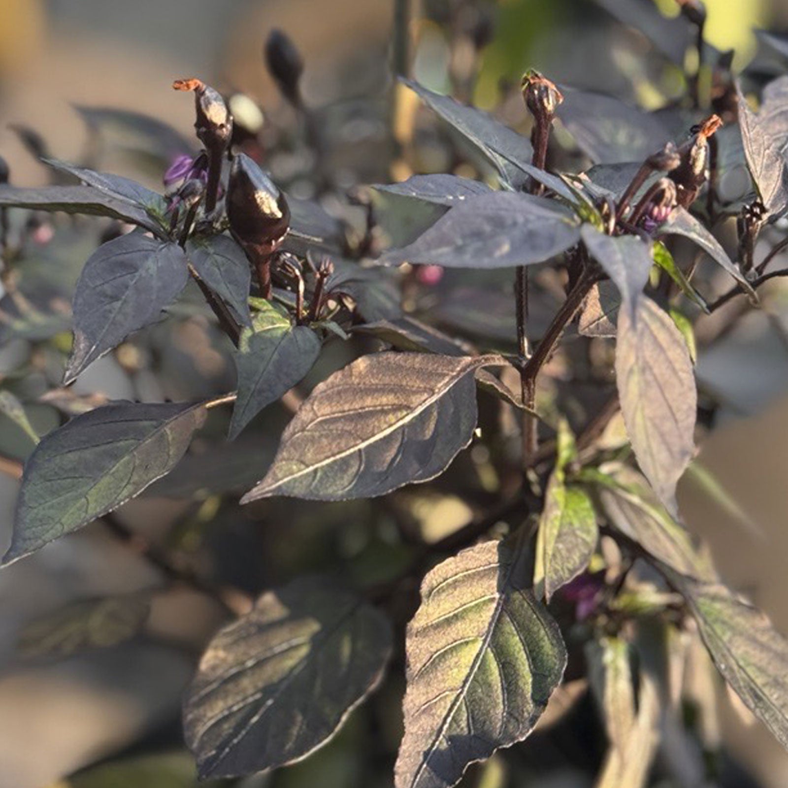 black pepper for jade plant Black Prince Pepper Seeds by Pepper Joe's