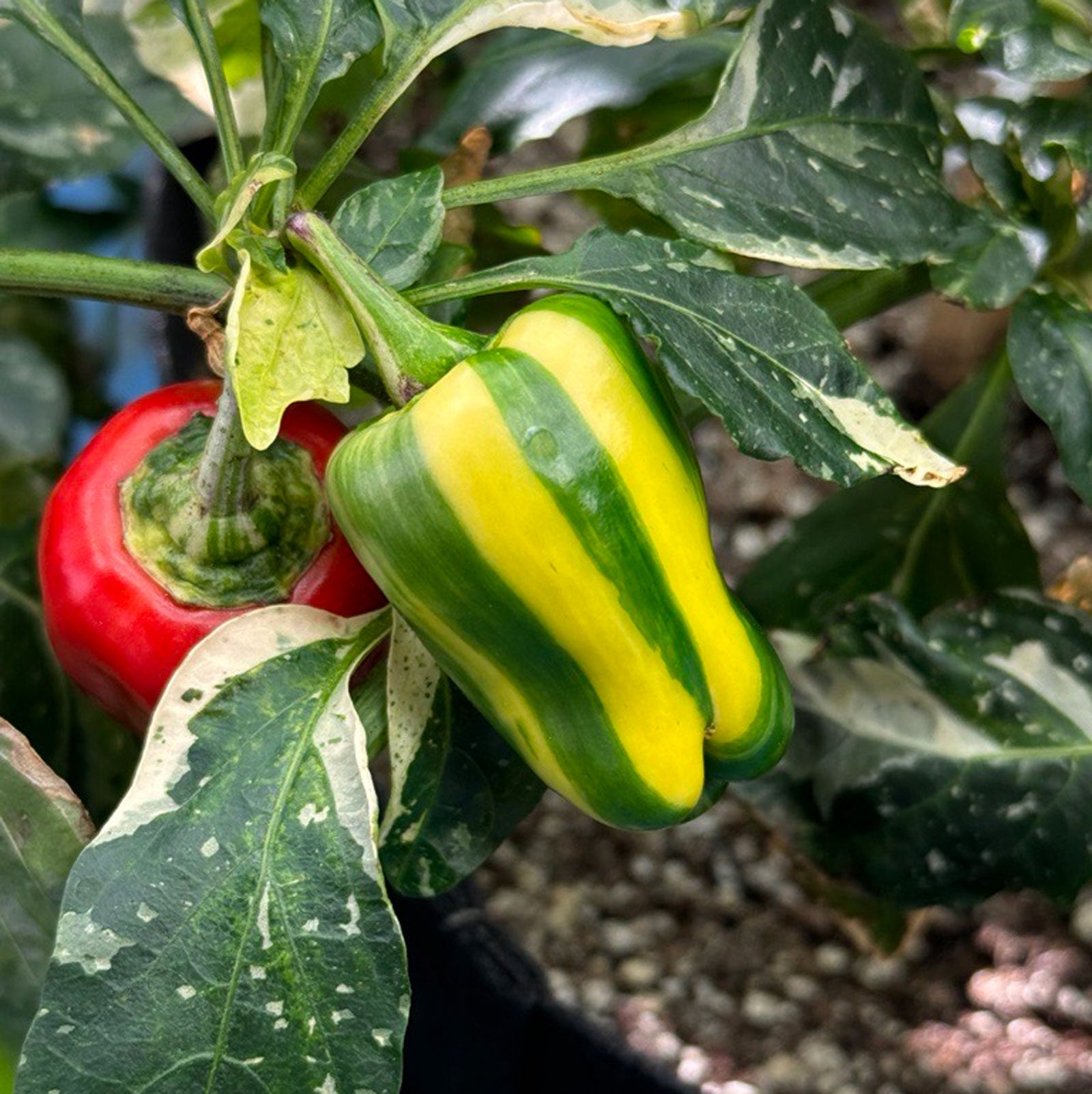 sweet pepper seeds planting Candy Cane Pepper Seeds
