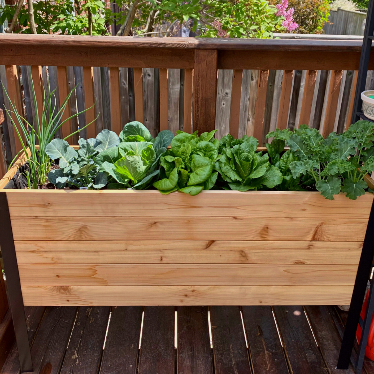 Cedar Planters 18x48 inch raised garden bed with plants in a backyard setting.