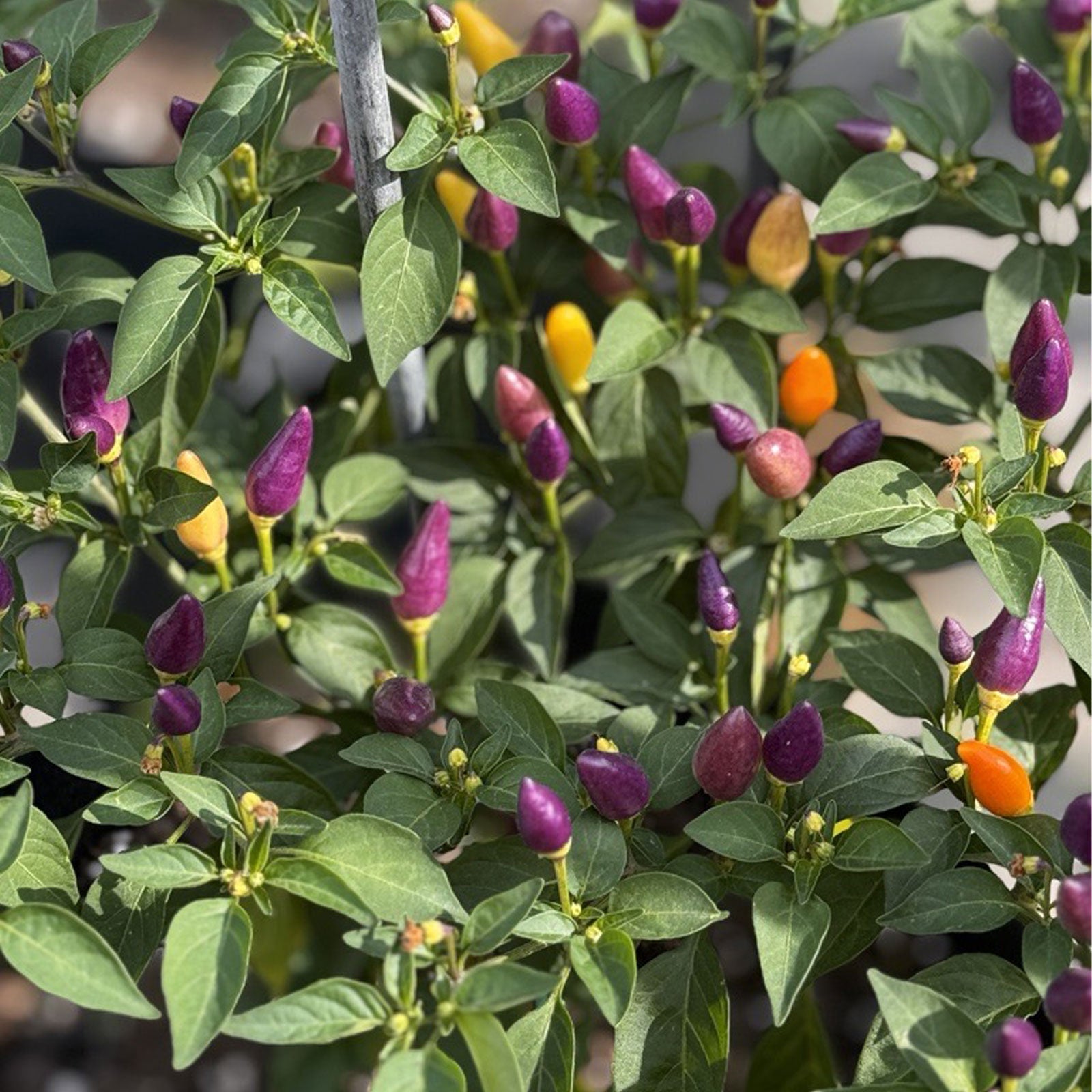 potted pepper plants for sale Chinese 5 Color Pepper Seeds, 10+ Seeds