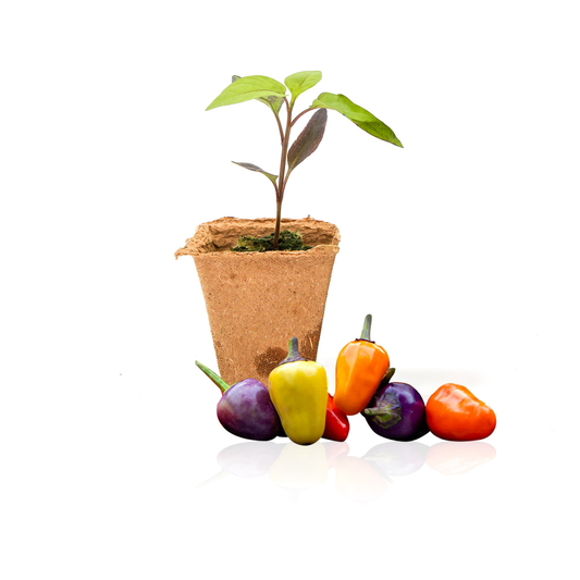 Plantas de pimiento chino de 5 colores