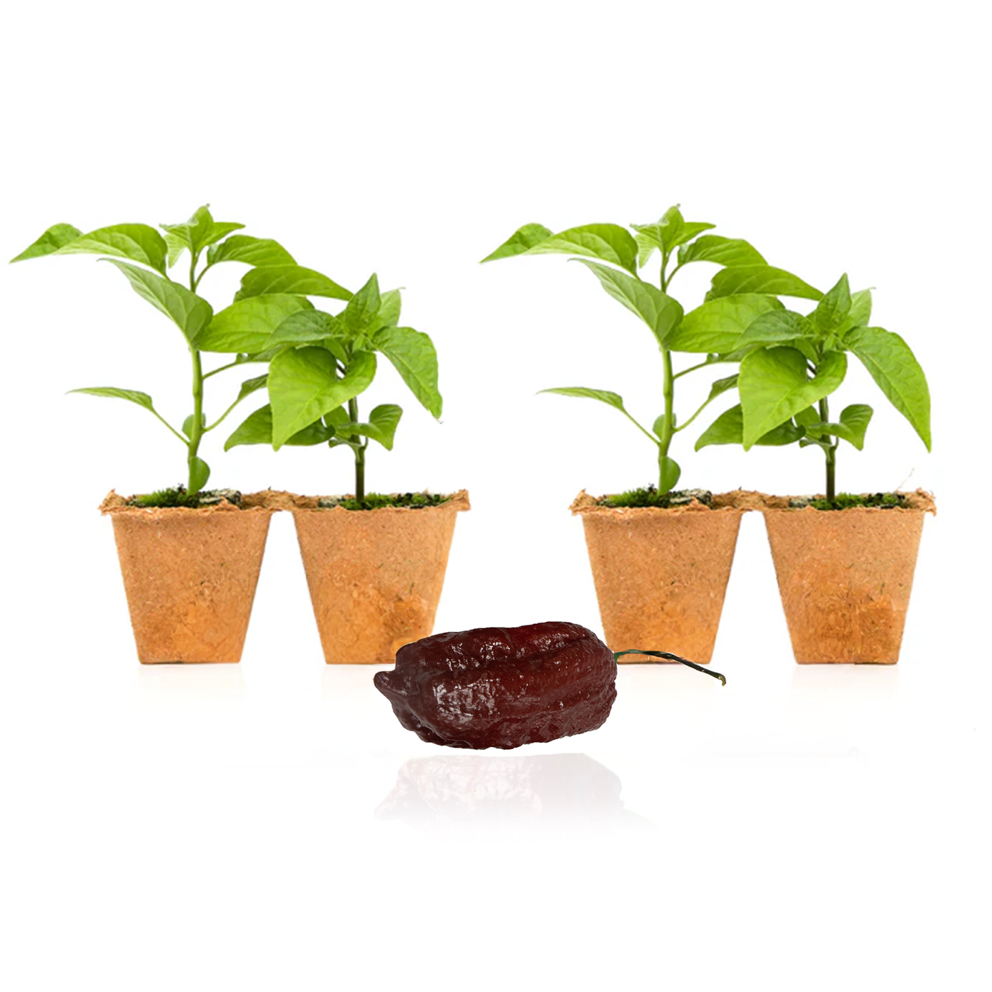 Chocolate Ghost Pepper Plants