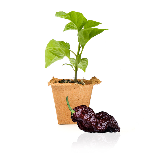 Chocolate Reaper Pepper Plants