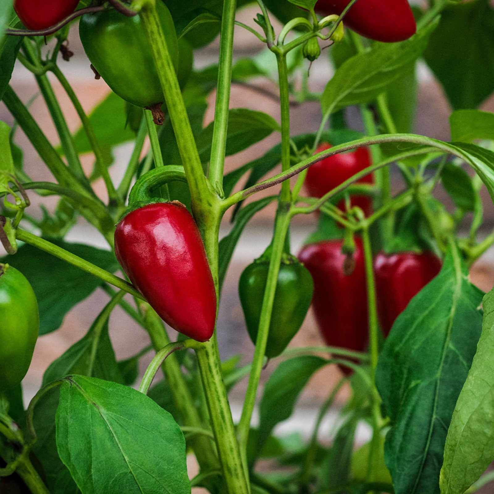 plant jalapeno pepper seeds Jalapeno Pepper