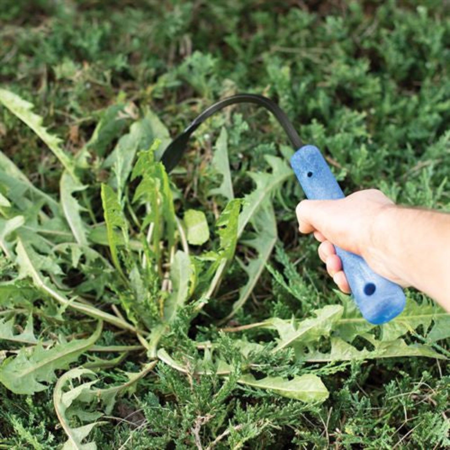 Hand using a Full Size Weeder and Cultivator hand tool to remove weeds from garden soil