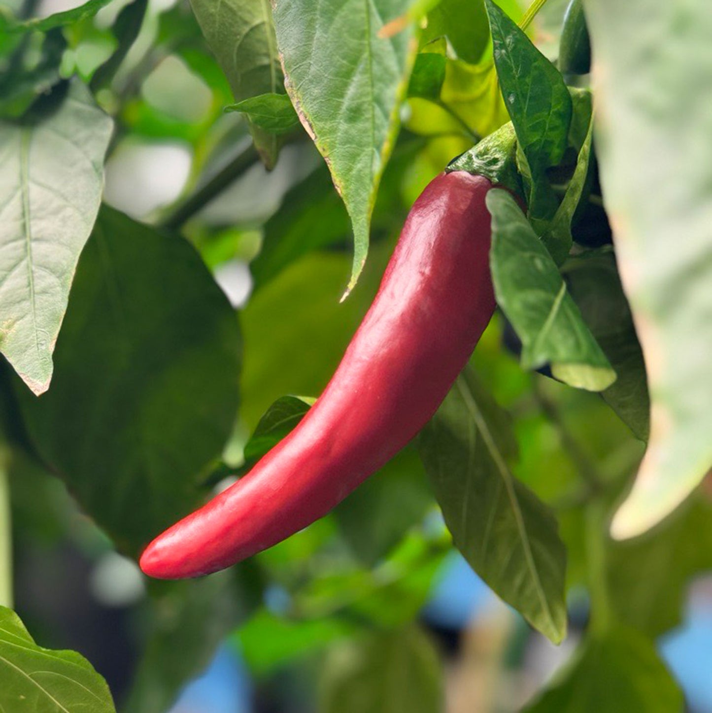 Guajillo Pepper Plant