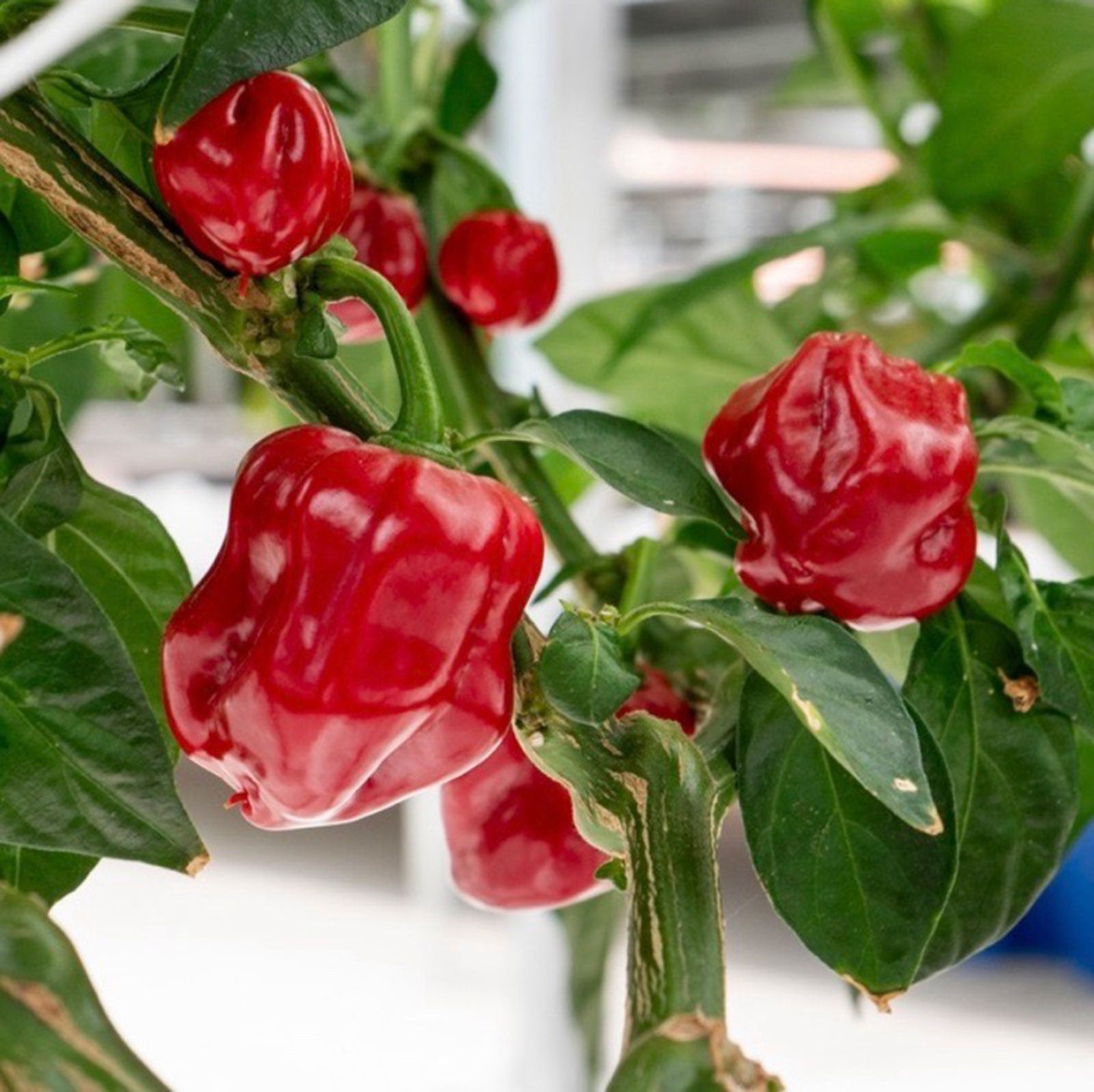 habanero plant seeds Habanero Caribbean Red Pepper Seeds 10+ Seeds