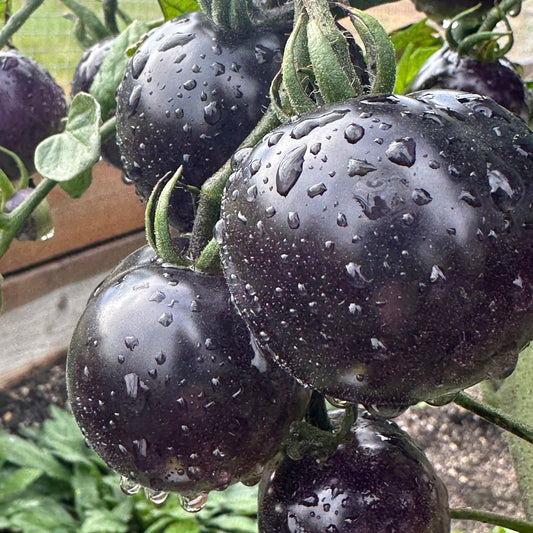 Dark Purple Indigo Rose Tomatoes ripened with morning dew. Used to display tomato seeds for sale