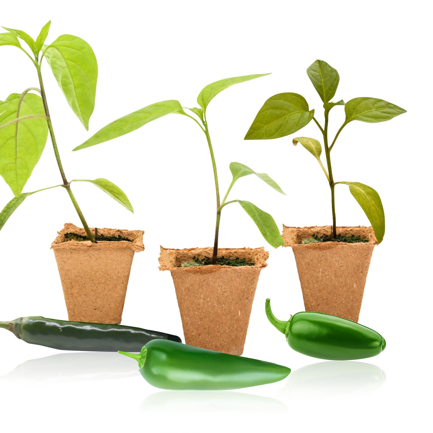 Pepper Joe's Jalapeno 3-Pack Pepper Plants