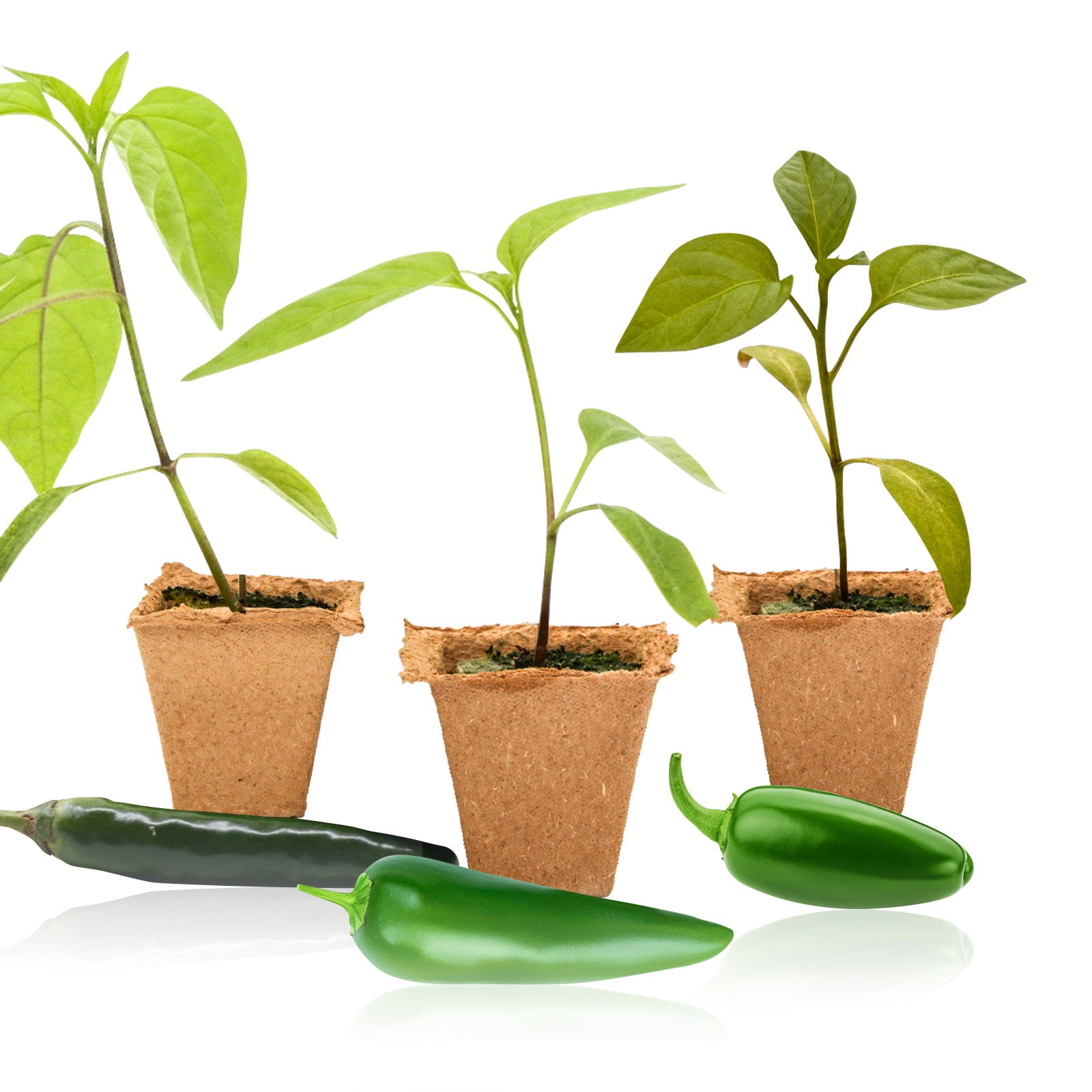 Pepper Joe's Jalapeno 3-Pack Pepper Plants