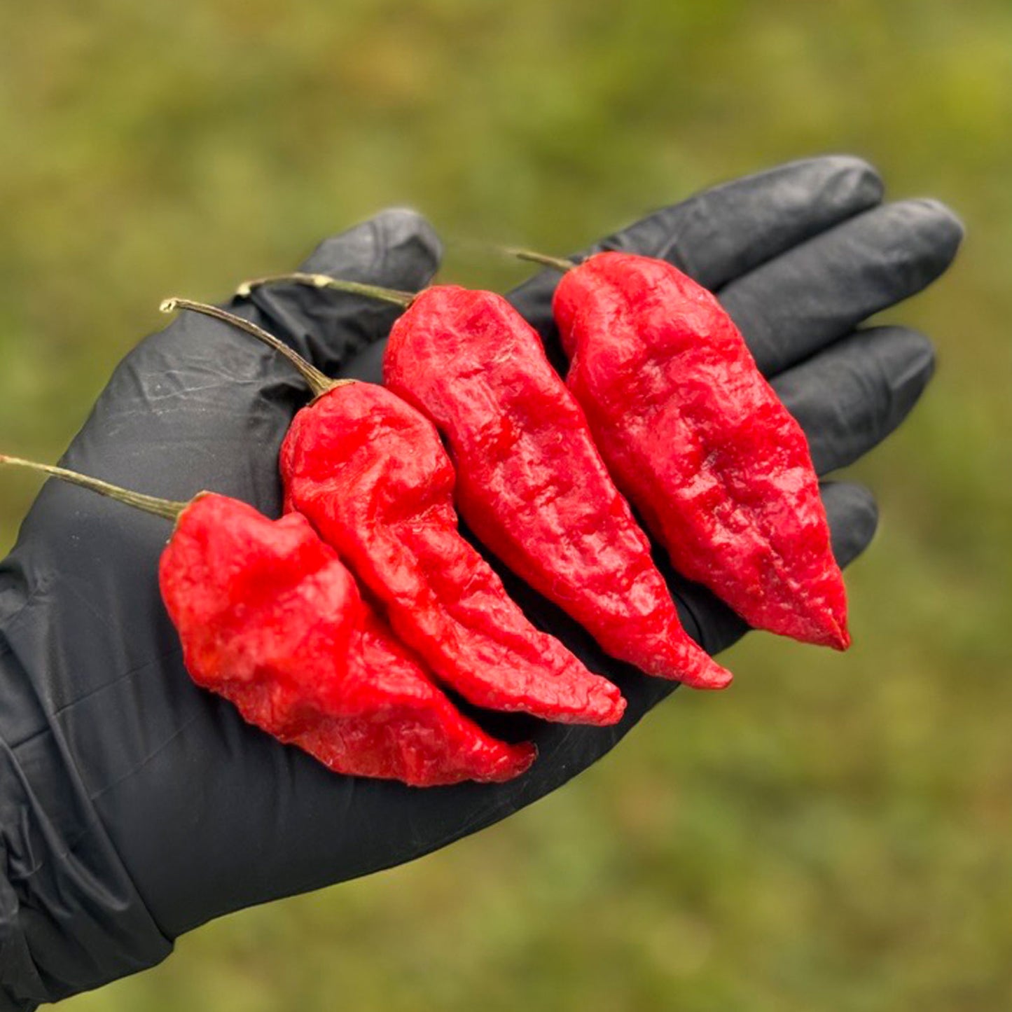 Komodo Dragon Pepper Seeds (Non-Isolated)
