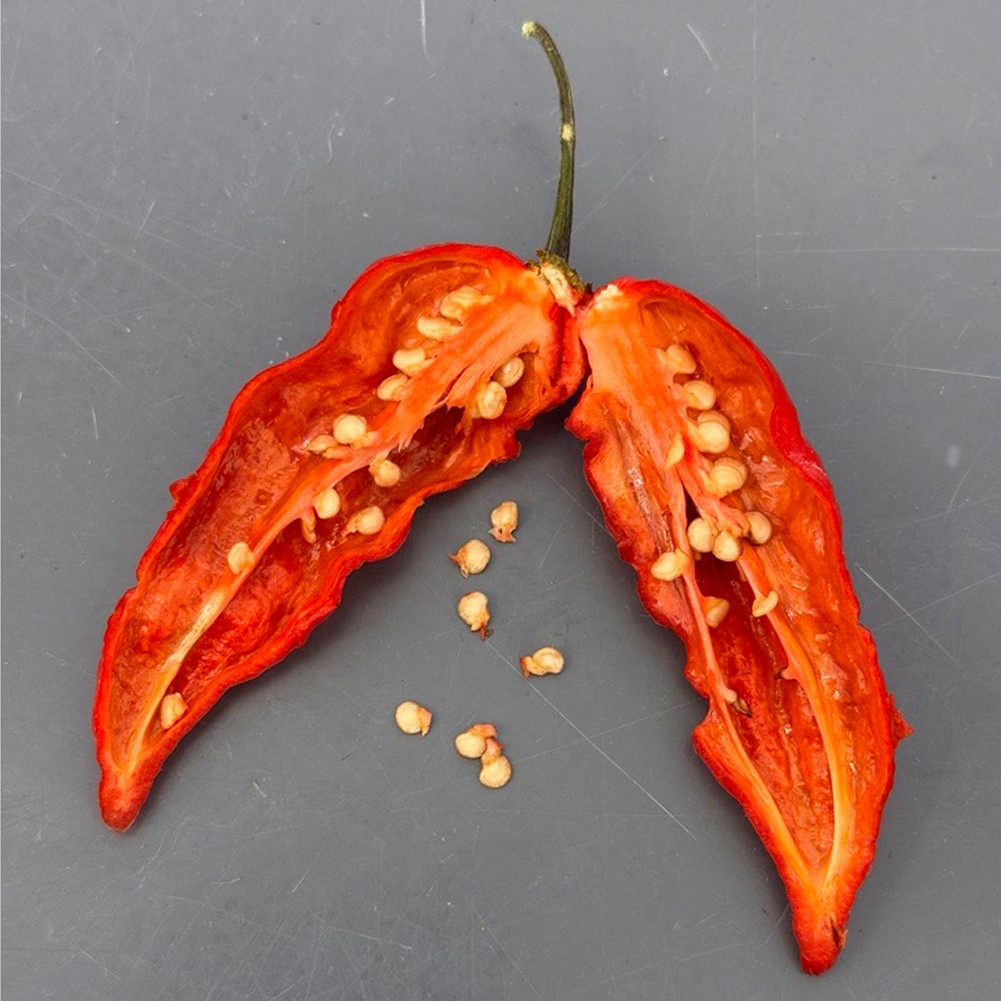 Komodo Dragon Pepper Seeds (Non-Isolated)