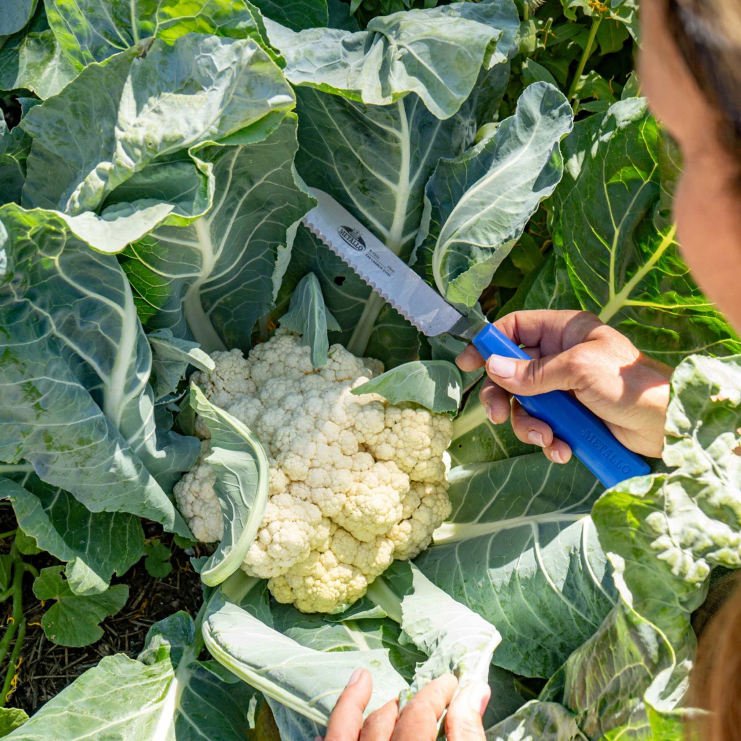 Person cutting cauliflower with a serrated harvesting knife with a blue handle in a garden setting