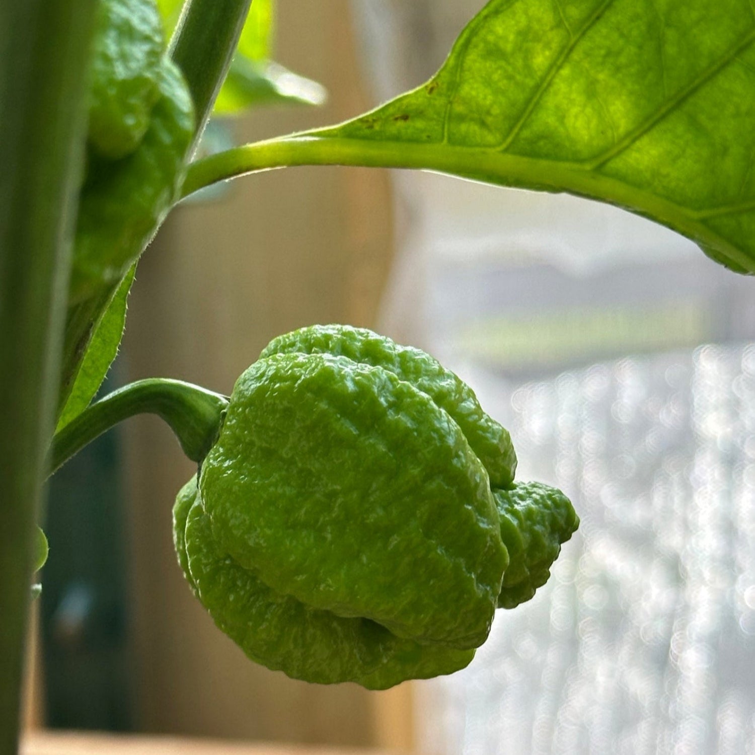 Moruga Trinidad Scorpion Pepper Unripe