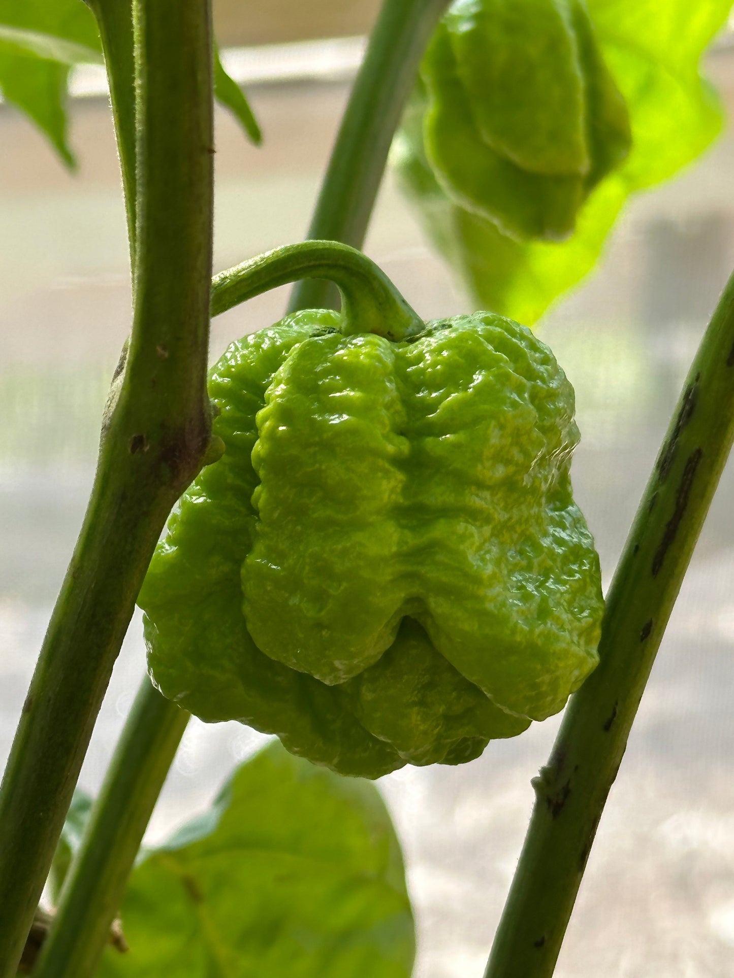 Unripe Moruga Trinidad Scorpion Pepper