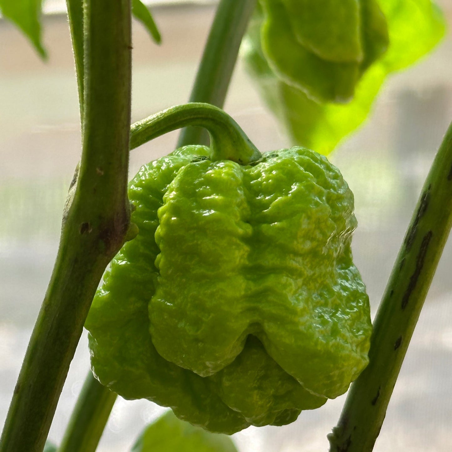 Unripe Moruga Trinidad Scorpion Pepper