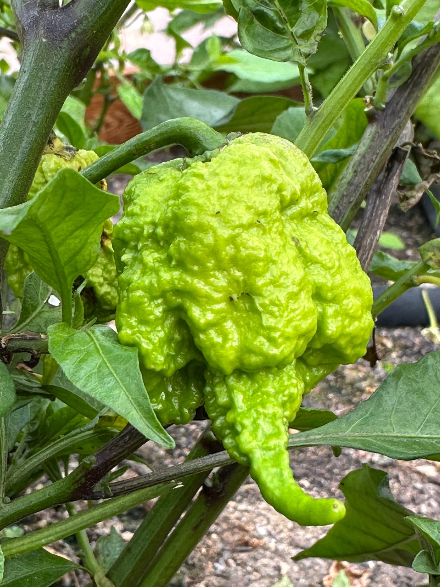 Unripe Moruga Trinidad Scorpion on plant