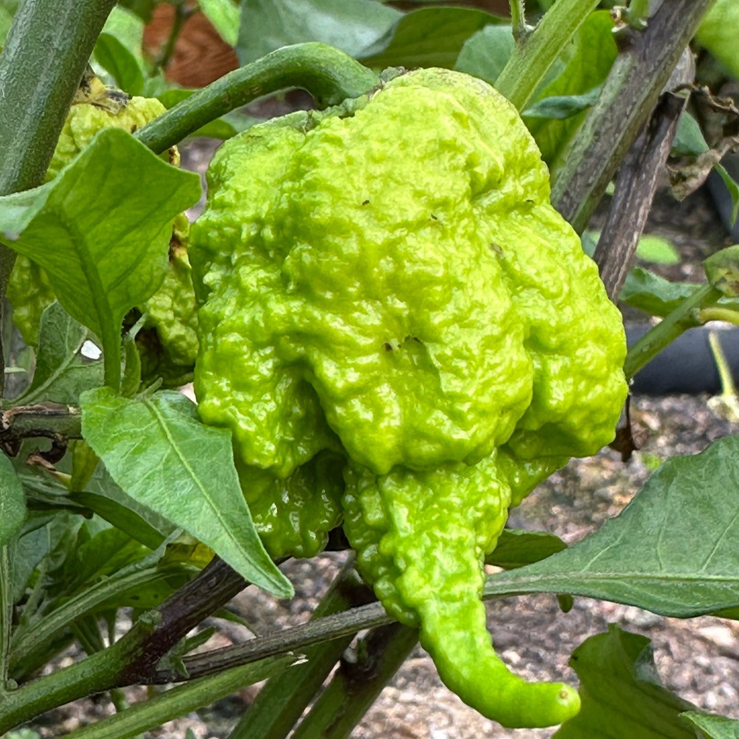 Unripe Moruga Trinidad Scorpion on plant