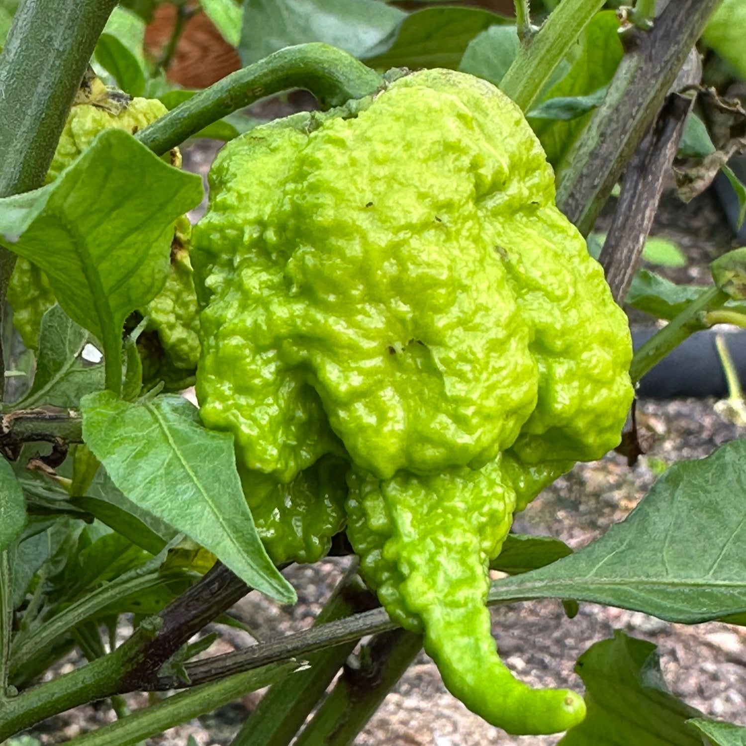 Unripe Moruga Trinidad Scorpion on plant