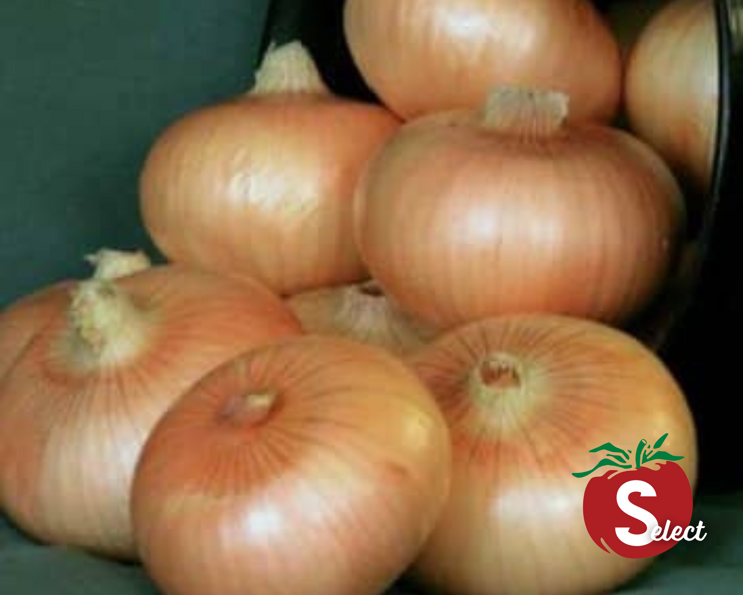 Semillas de cebolla híbrida Granex amarilla