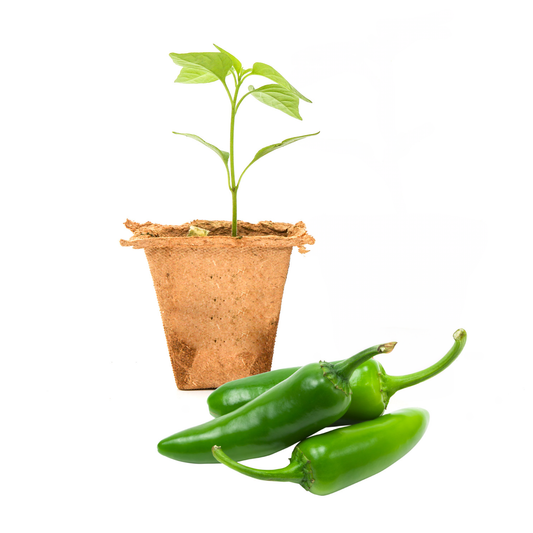 PJ's Serrano Pepper Plants