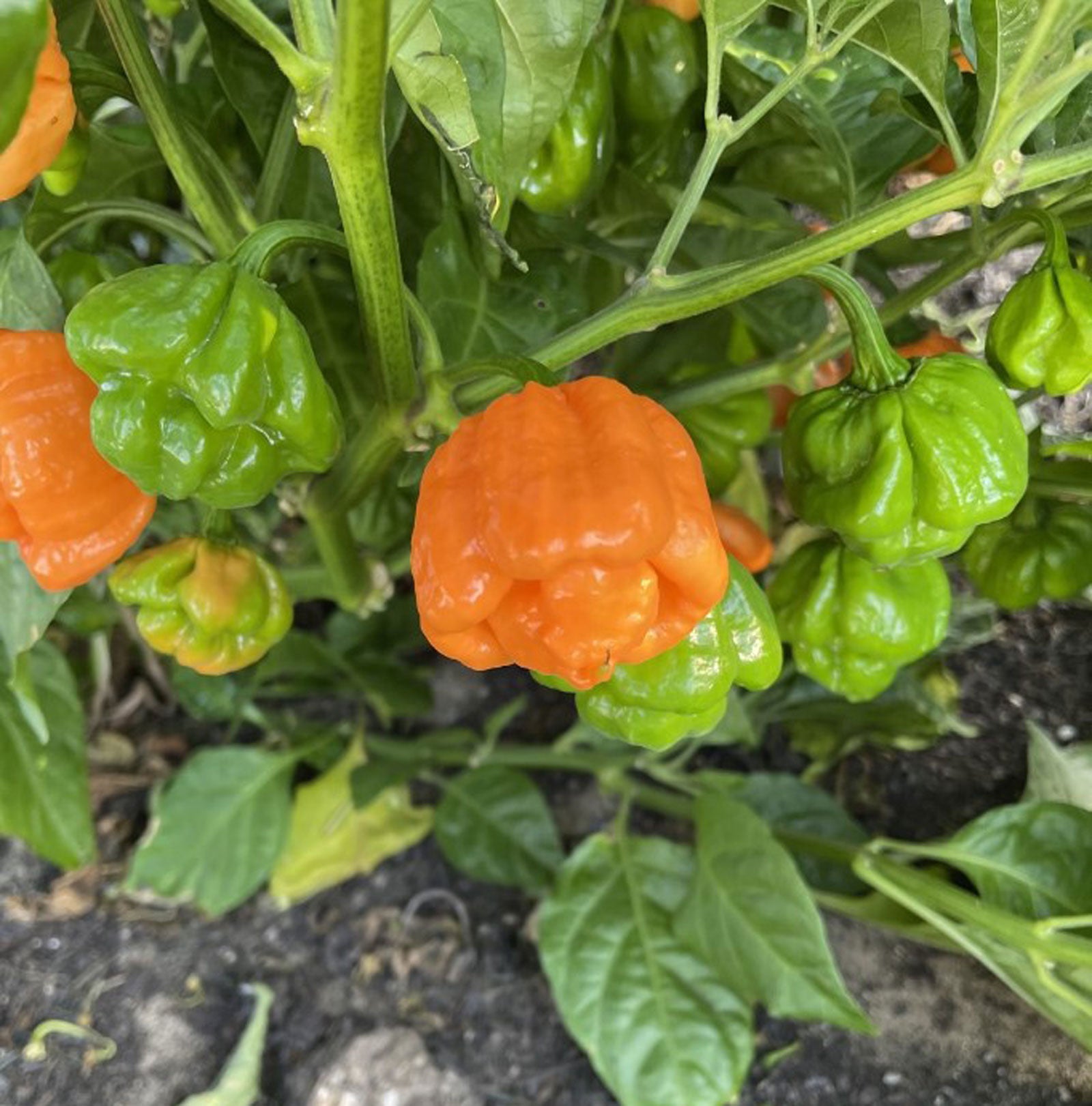 Peach Scotch Bonnet Pepper Plants