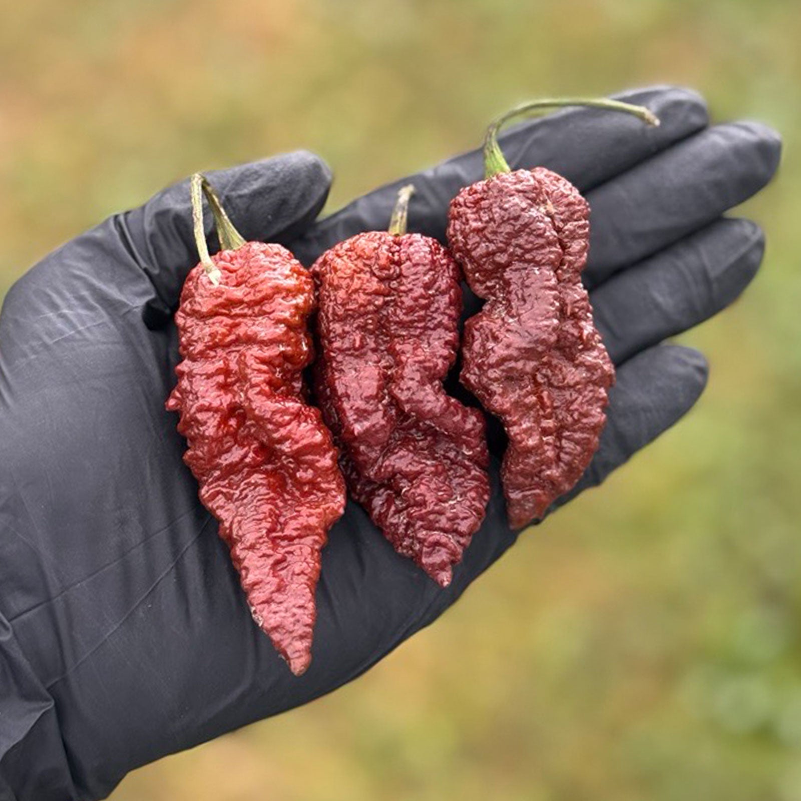 ghost pepper seeds for planting Chocolate Ghost Pepper Seeds by Pepper Joe's