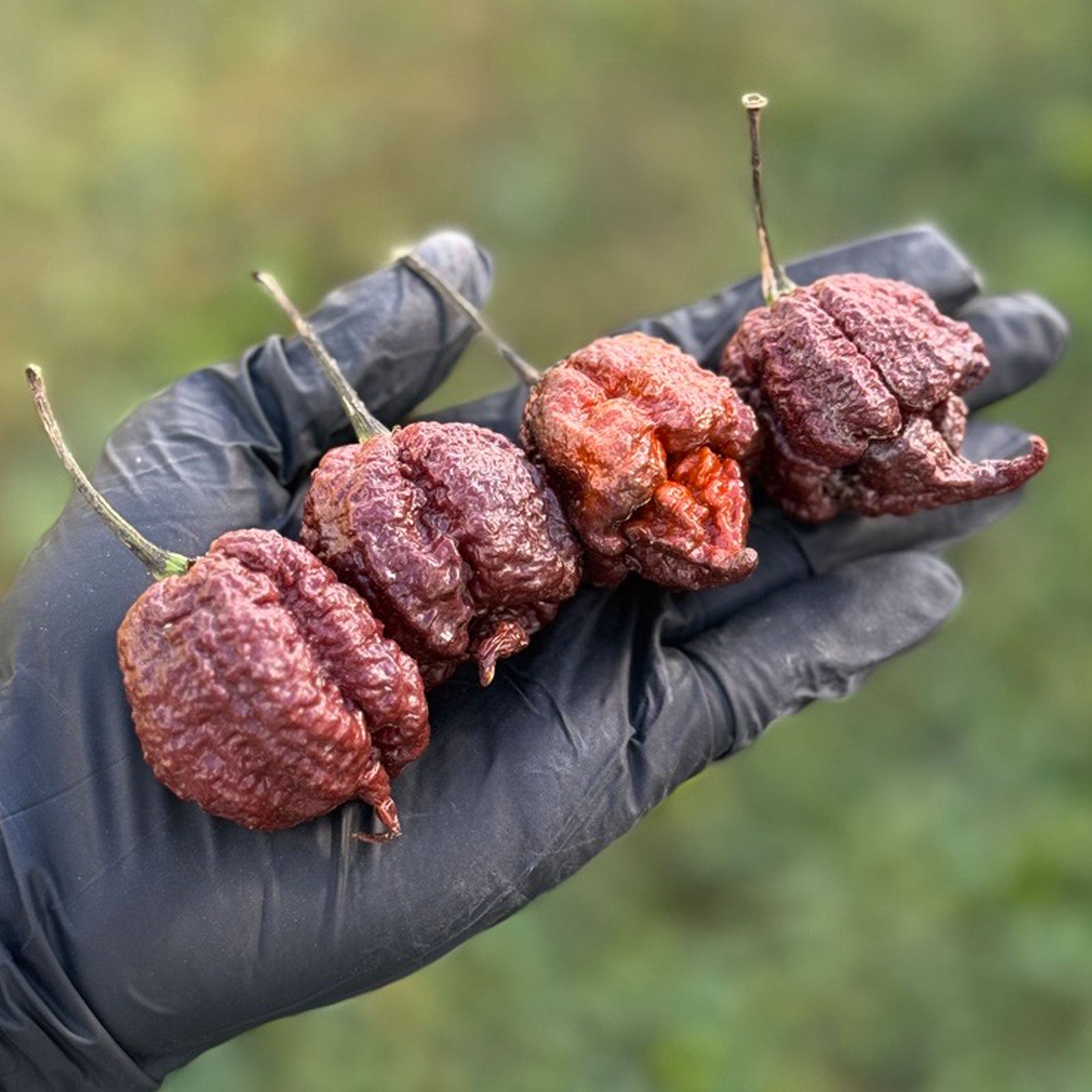 black pepper plant seeds for sale Chocolate Reaper Pepper Seeds (Non-Isolated) 10+ Seeds