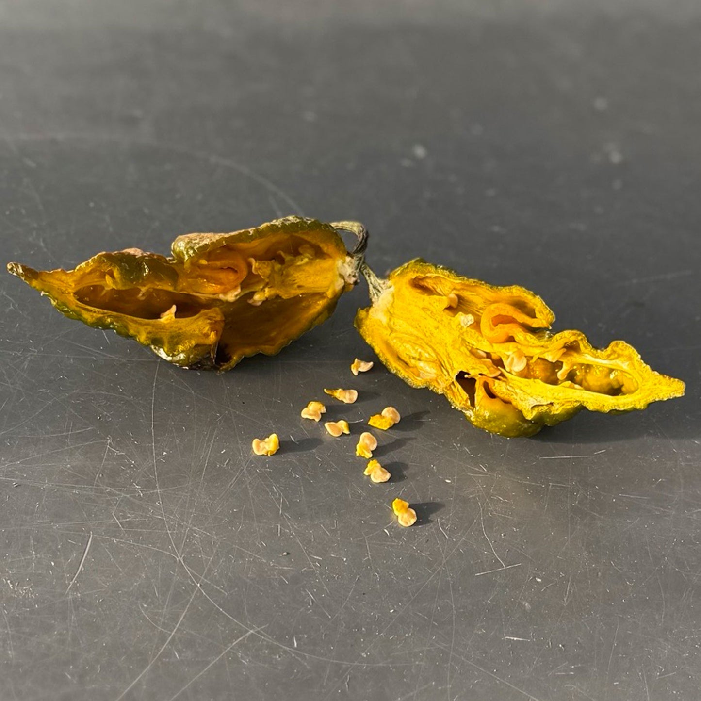 Gator Jigsaw Pepper Mature pepper shown to represent seeds for sale, cut open to display seeds inside on gray table