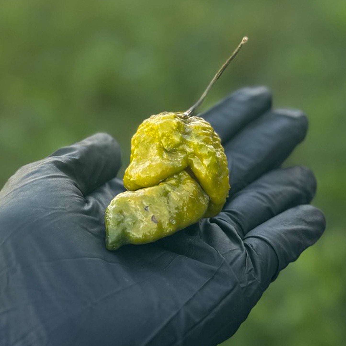 Gator Jigsaw Pepper. Mature pepper shown to represent seeds for sale, held in a black gloved hand