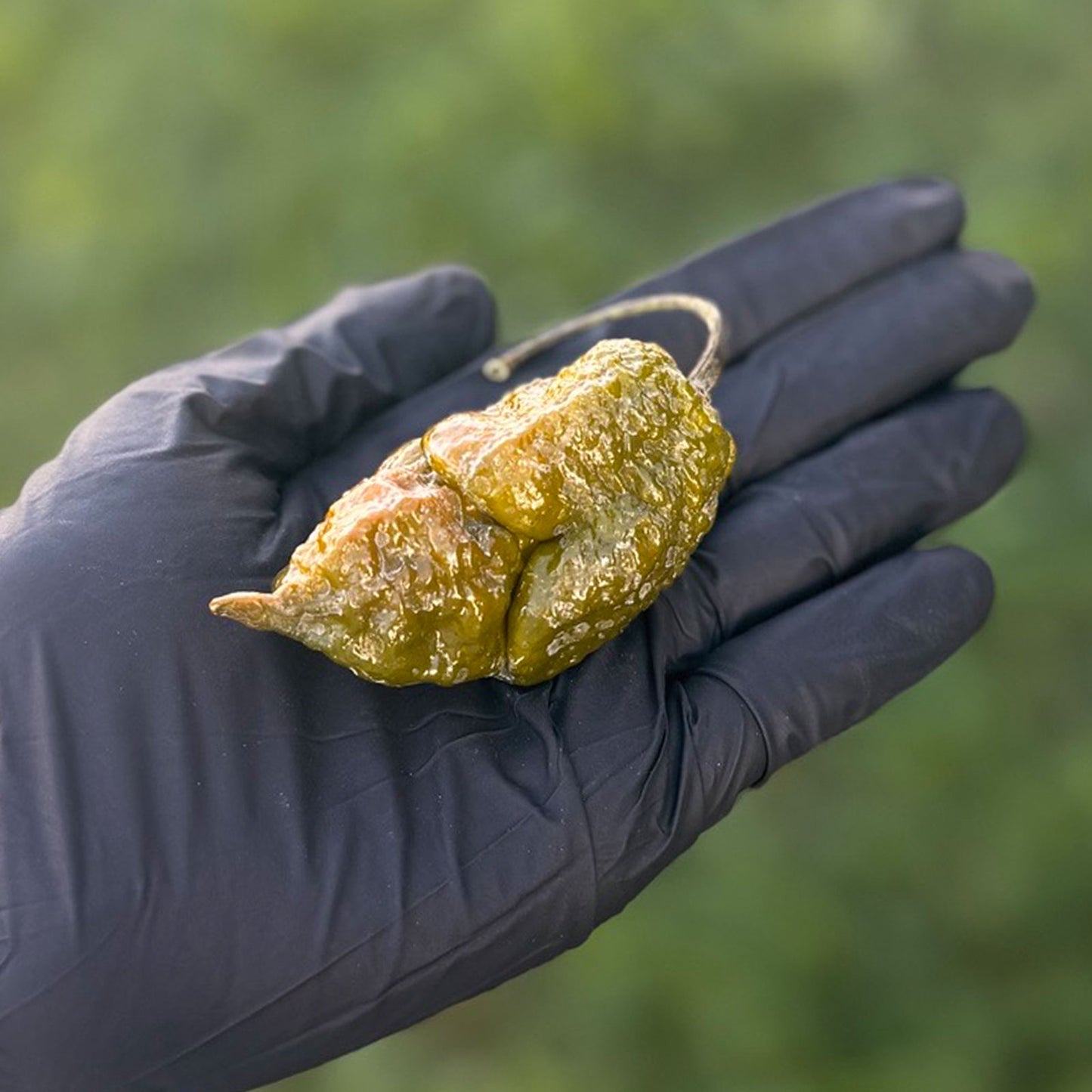 Gator Jigsaw Pepper. Mature pepper shown to represent seeds for sale, held in a black gloved hand