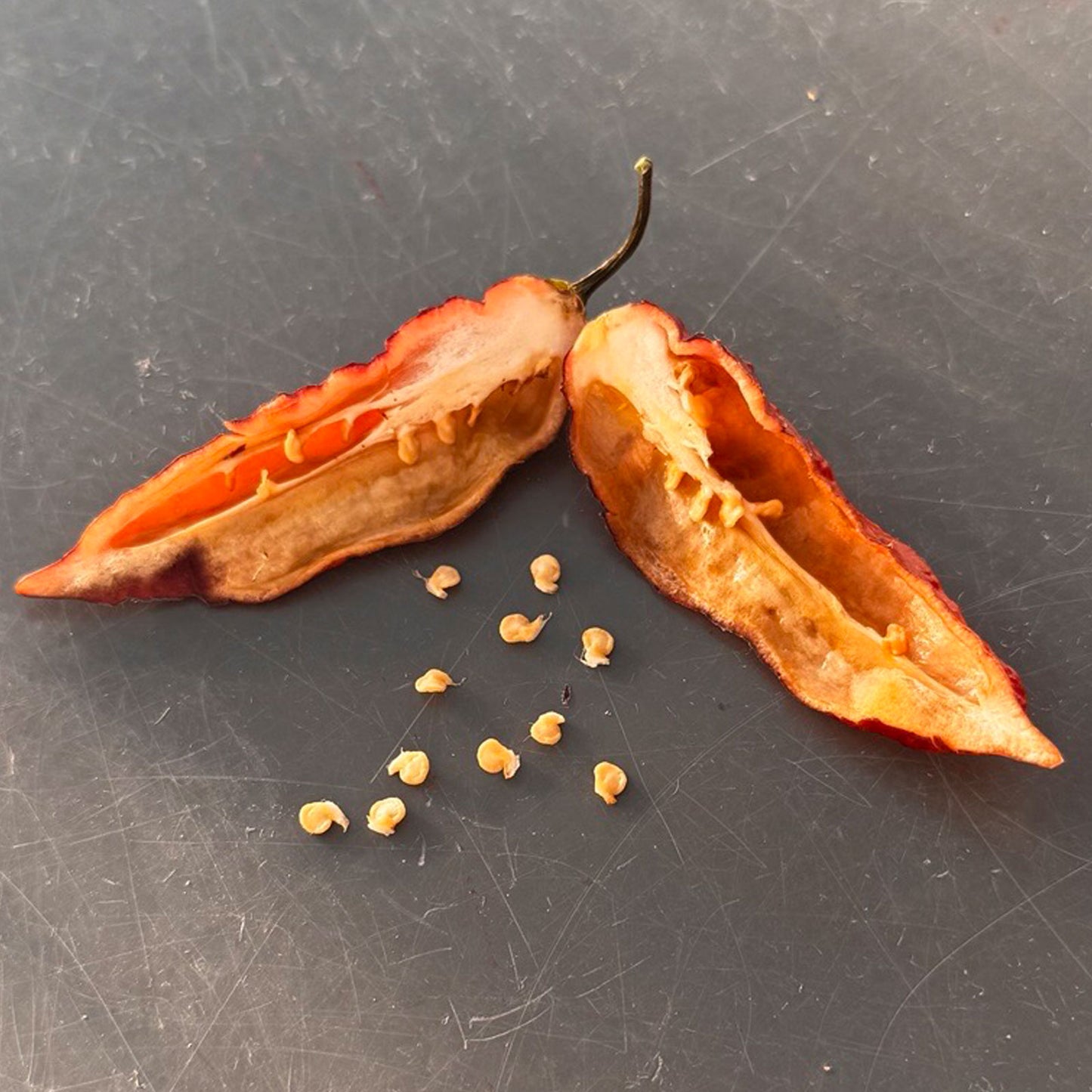 Pink Tiger x Peach Bhut. Mature pepper shown to represent seeds for sale, cut open to display seeds inside on gray table