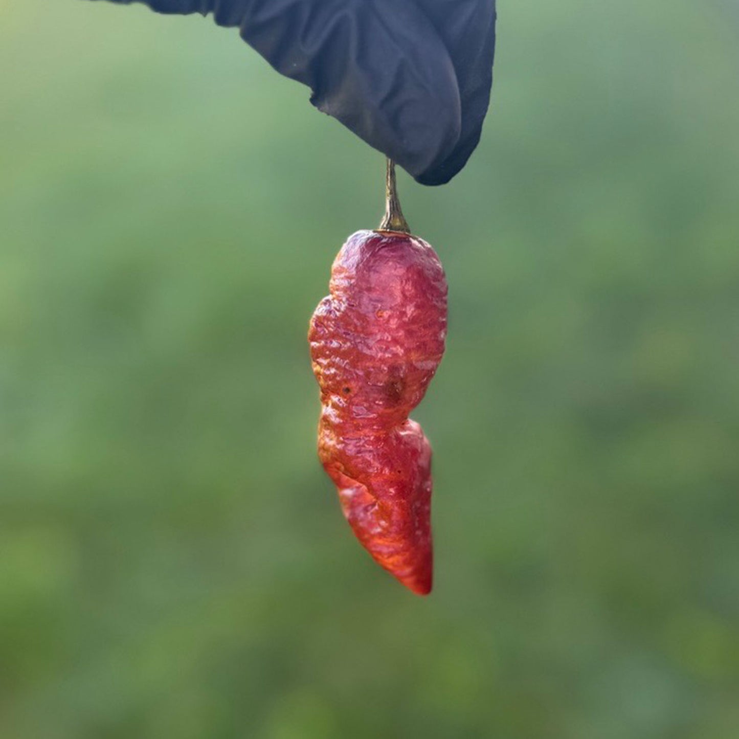 Pink Tiger x Peach Bhut Pepper. Mature pepper shown to represent seeds for sale, held in a black gloved hand