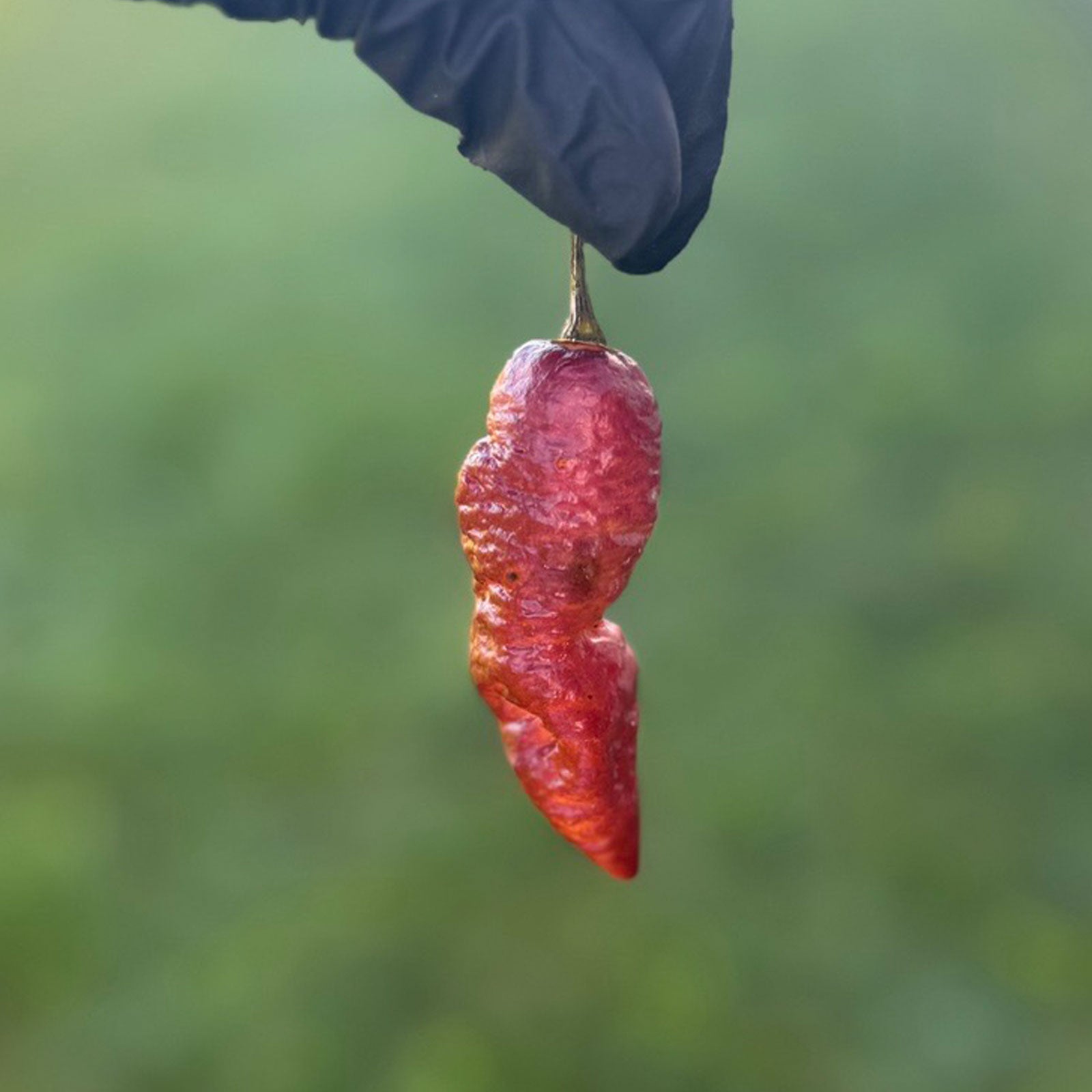 Pink Tiger x Peach Bhut Pepper. Mature pepper shown to represent seeds for sale, held in a black gloved hand