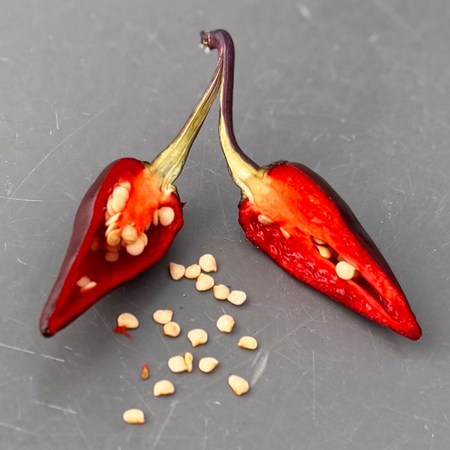 Pepper Joe's Purple Jalapeno pepper. Mature pepper shown to represent seeds for sale, cut open to display seeds inside on gray table