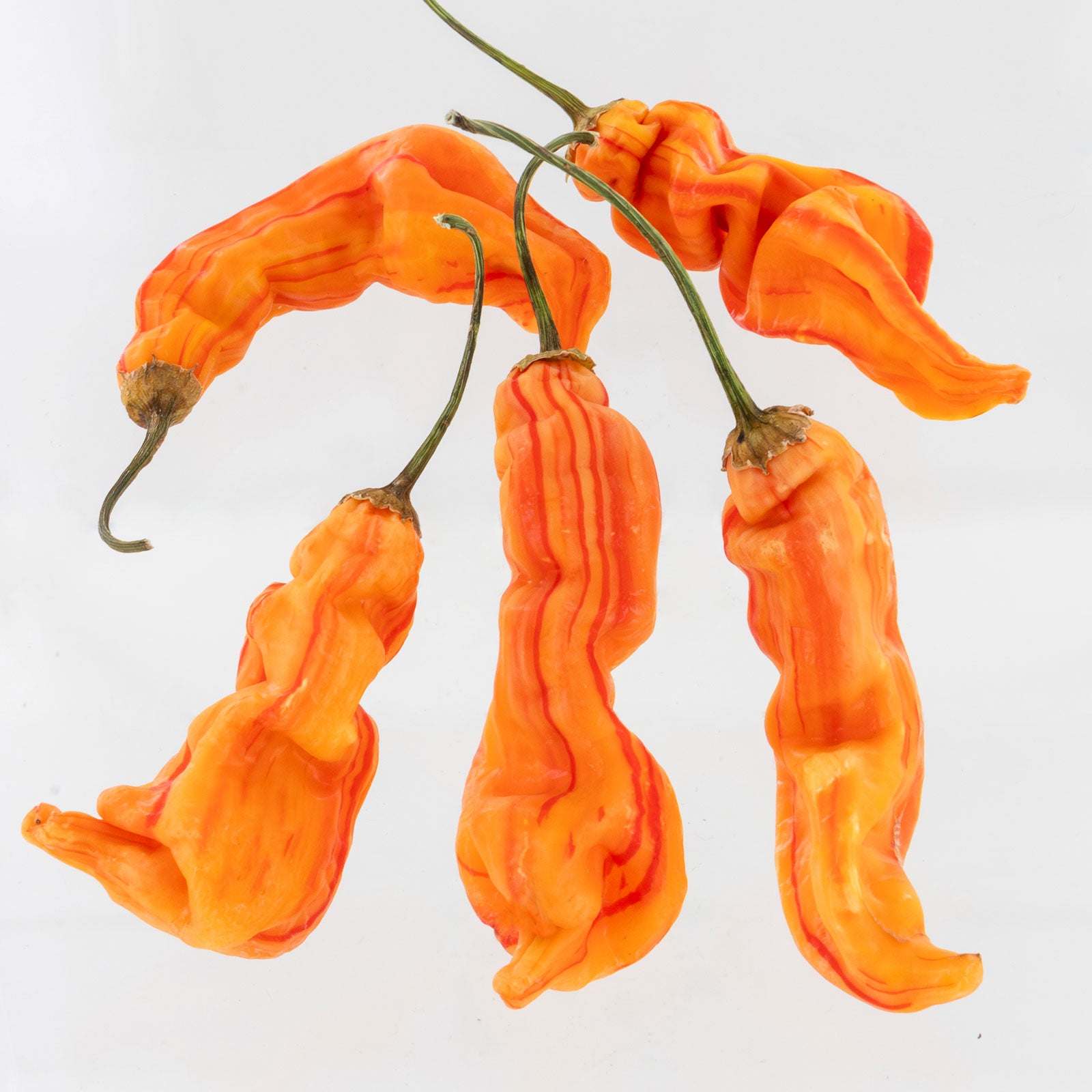 Pepper Joe's Sugar Rush Stripey Pepper pods. Five mature peppers shown to represent seeds for sale, with white background