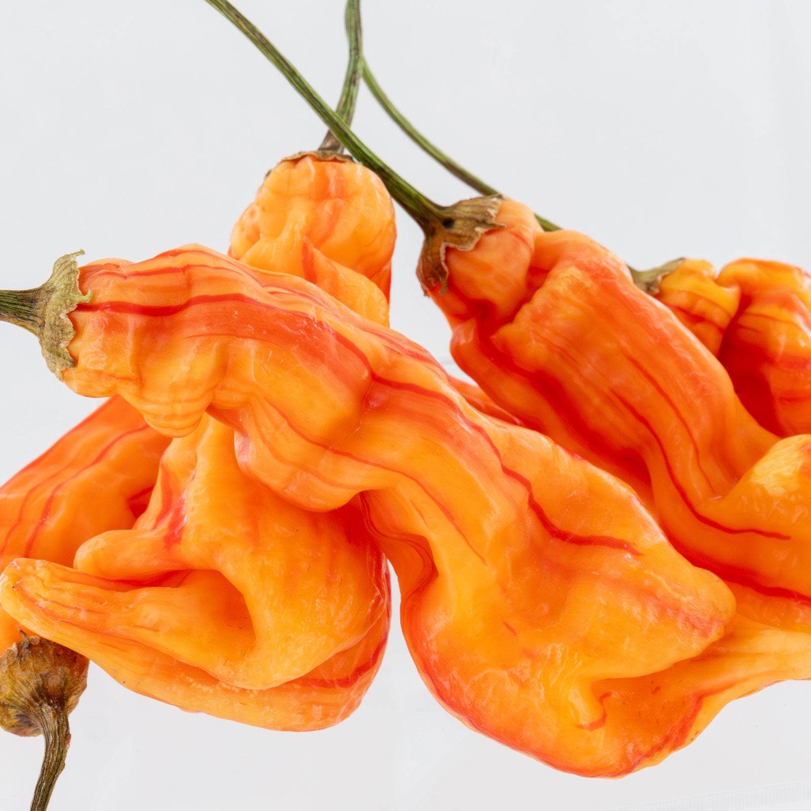 Pepper Joe's Sugar Rush Stripey Pepper pods. Mature peppers shown to represent seeds for sale, with white background