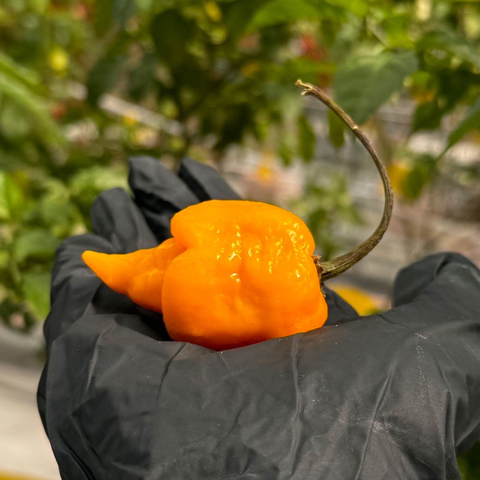 Pepper Joe's Yellow Reaper Pepper Pod. Mature pepper shown to represent seeds for sale, held in a black gloved hand
