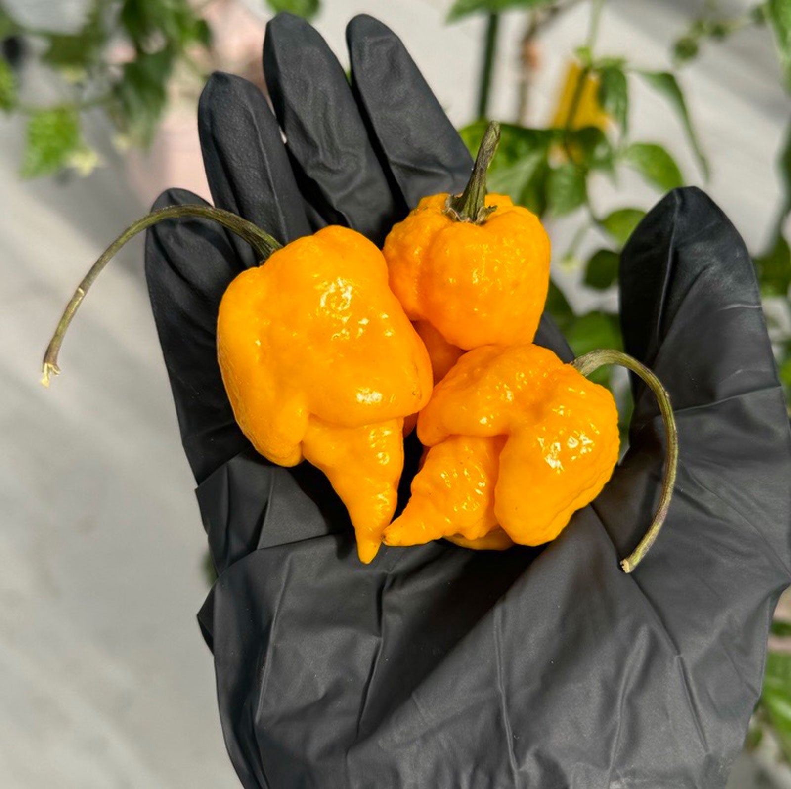 Pepper Joe's Yellow Reaper Pepper Pods. Three mature peppers shown to represent seeds for sale, held in a black gloved hand
