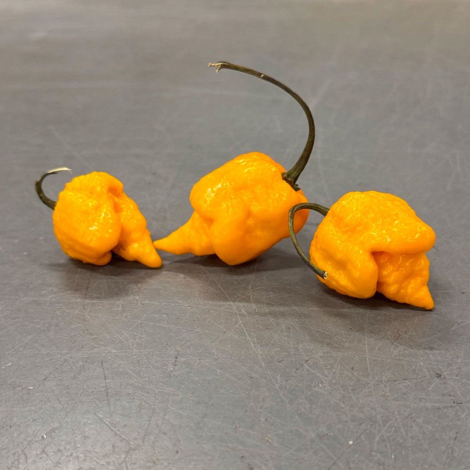 Pepper Joe's Yellow Reaper Peppers. Three mature peppers shown to represent seeds for sale, on gray table