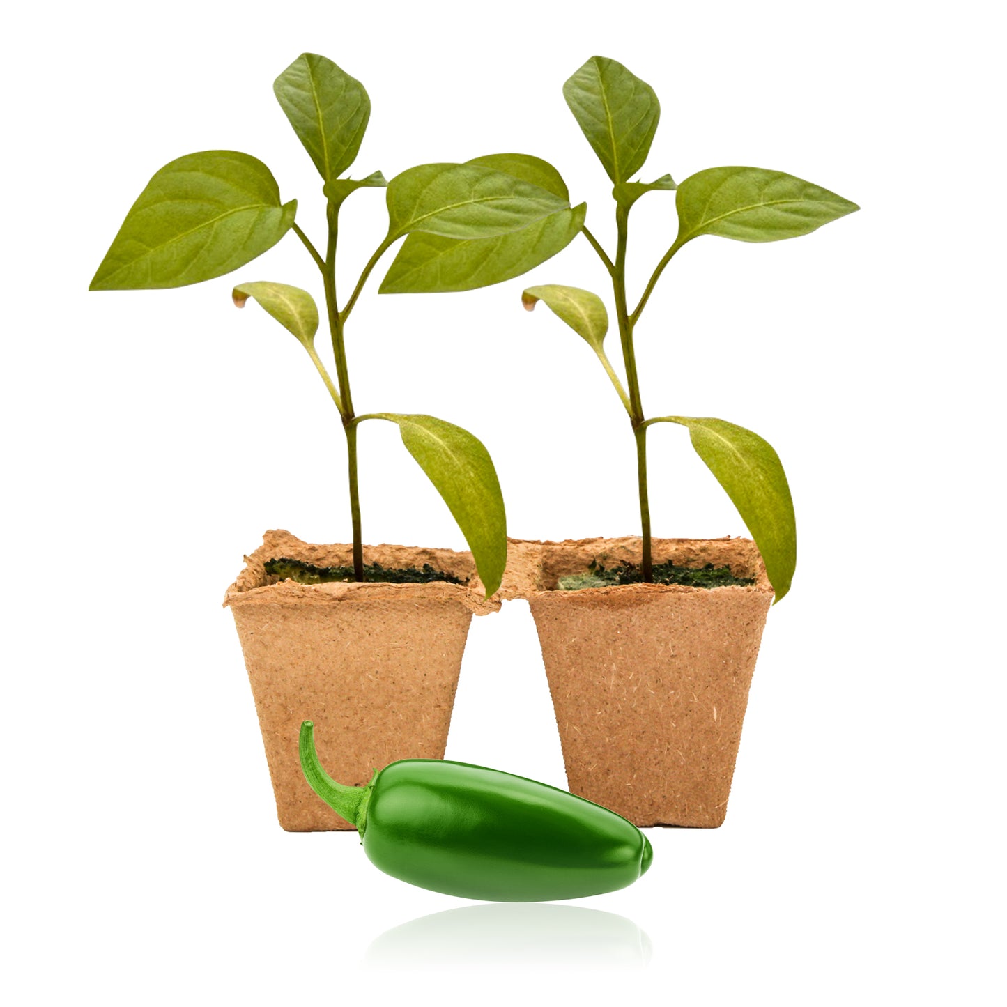 Pepper Joe's Jalapeno Pepper Plants