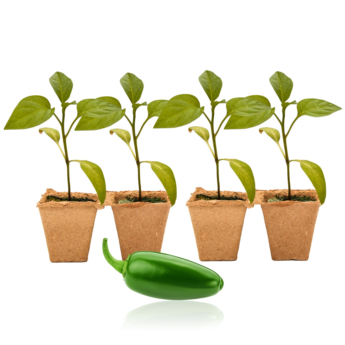 Pepper Joe's Jalapeno Pepper Plants
