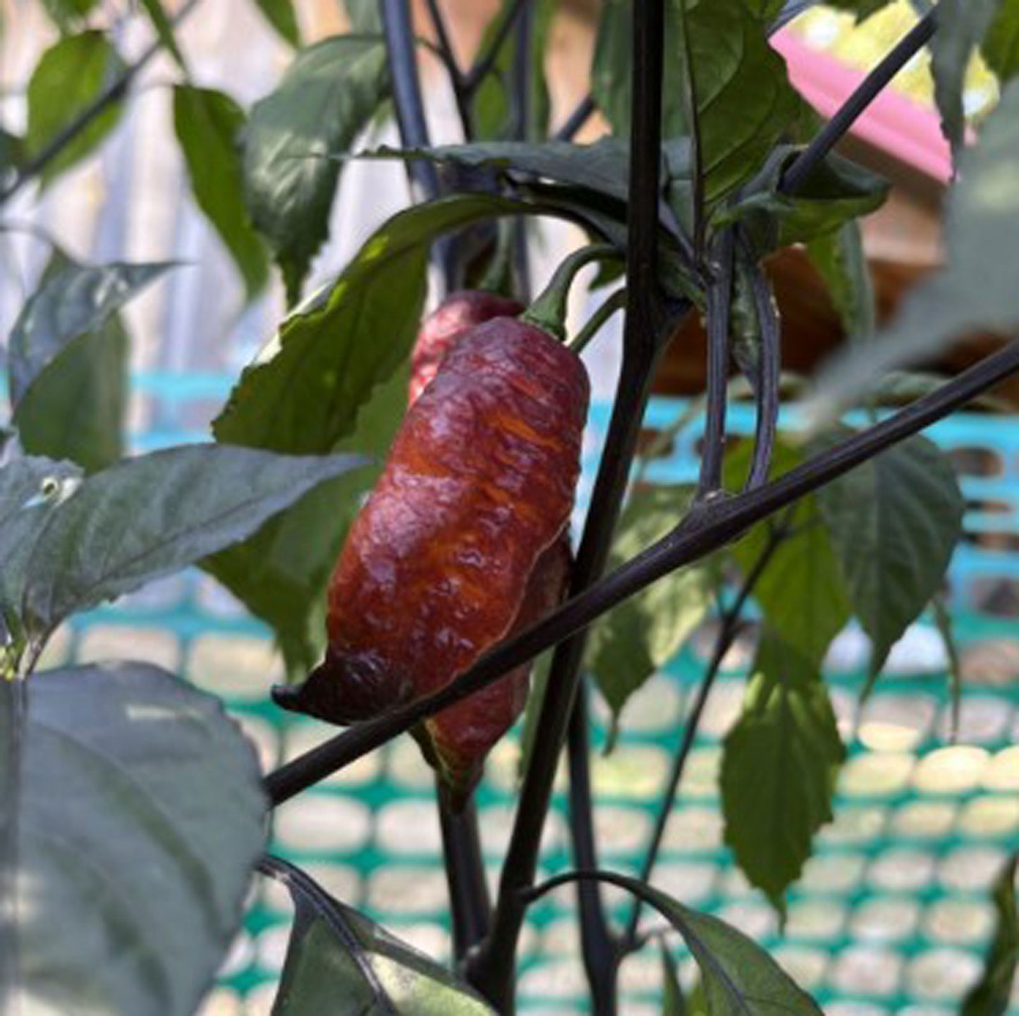 Pink Tiger X Peach Bhut Pepper, mature pepper ripened on plant shown to represent seeds for sale