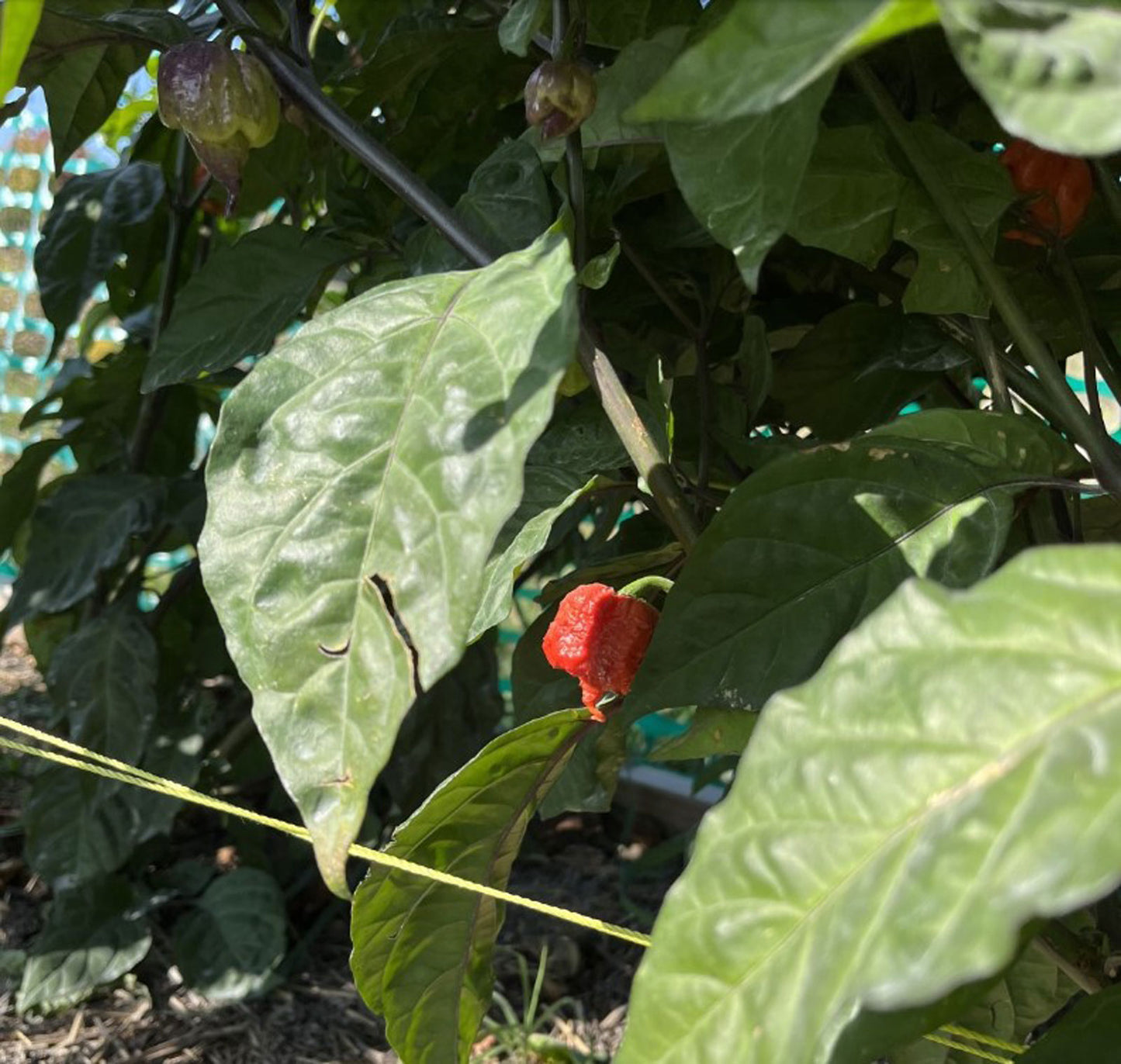 Purple Death Pepper Plant