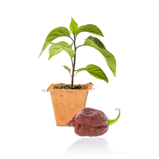 Purple Carolina Reaper Pepper Plants