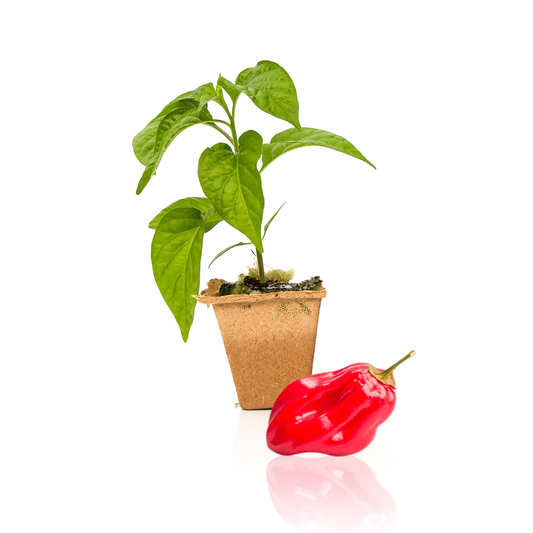 Red Savina Habanero Pepper Plants