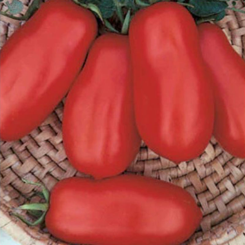 San Marzano Tomato Seeds